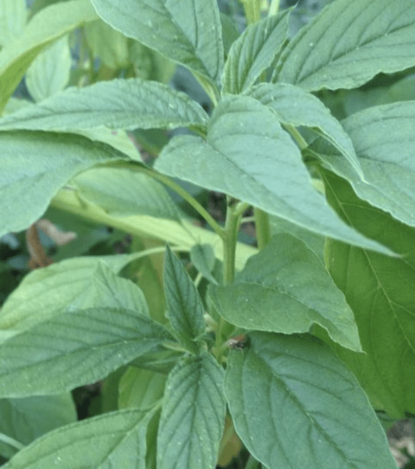 Callaloo (3.25" pot)
